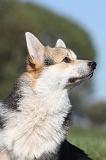 CORGI PEMBROKE 676